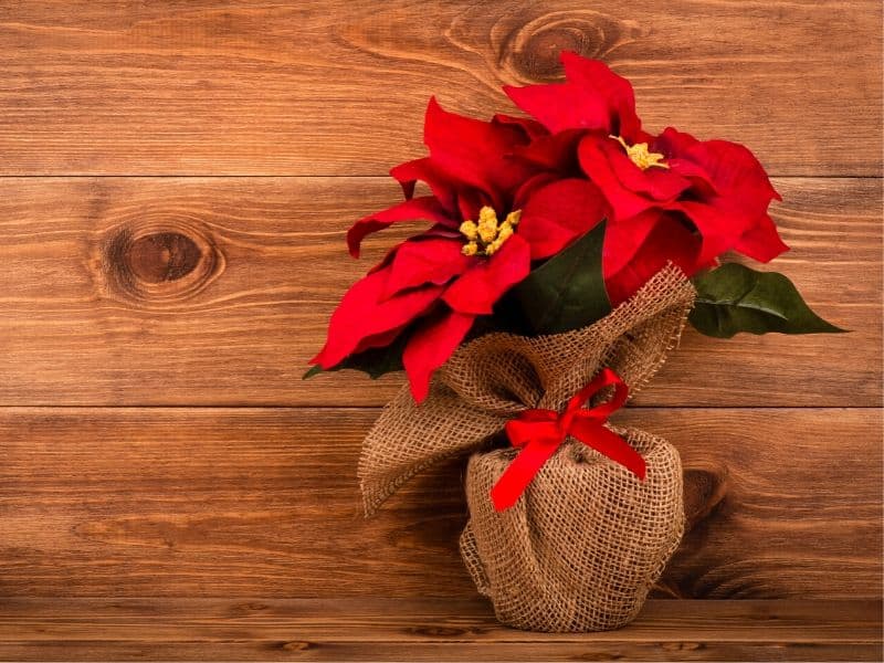 Poinsettia flower