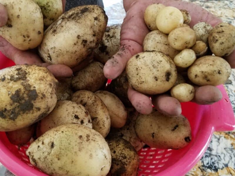 Potato harvest