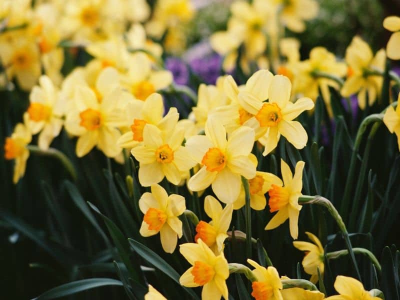 Pretty daffodil flowers