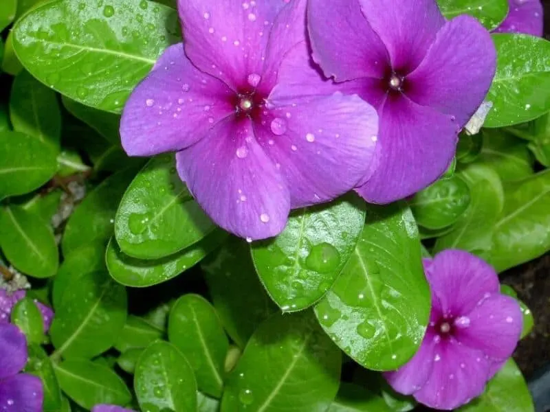 Pretty periwinkle flowers