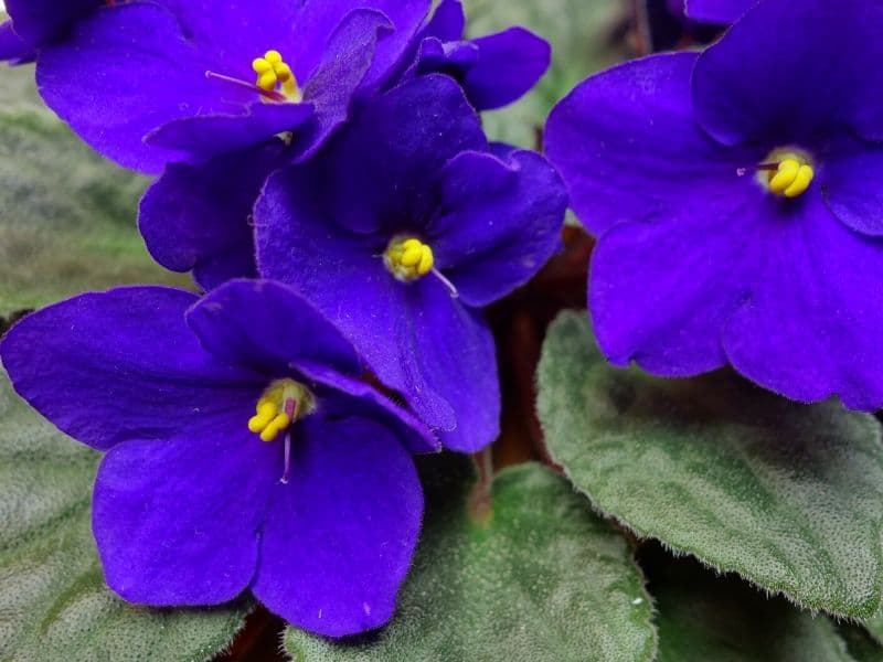 Deep purple african violets