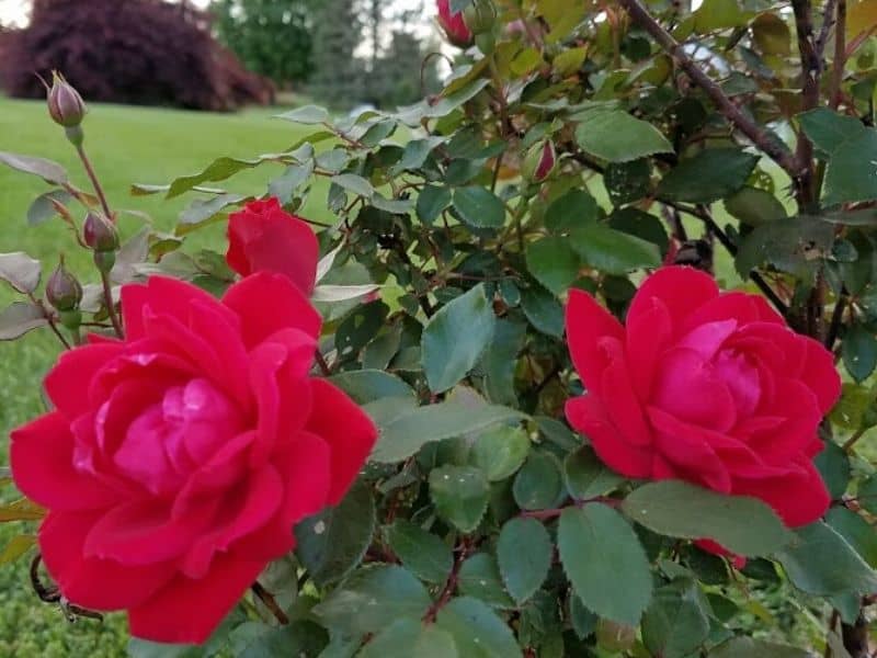 Red roses in my garden