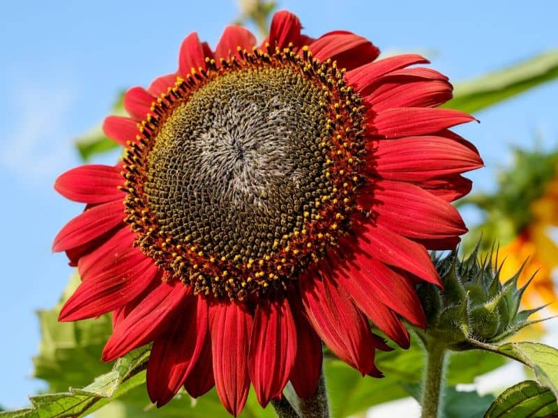 Red Sunflowers