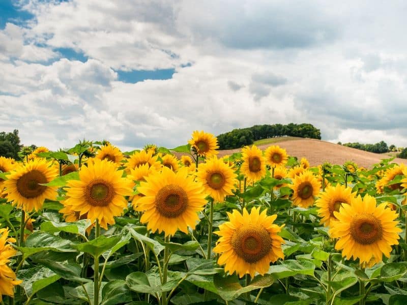 Sunflowers