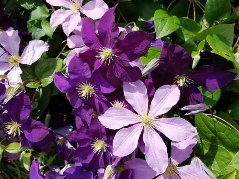 Two tone purple clematis