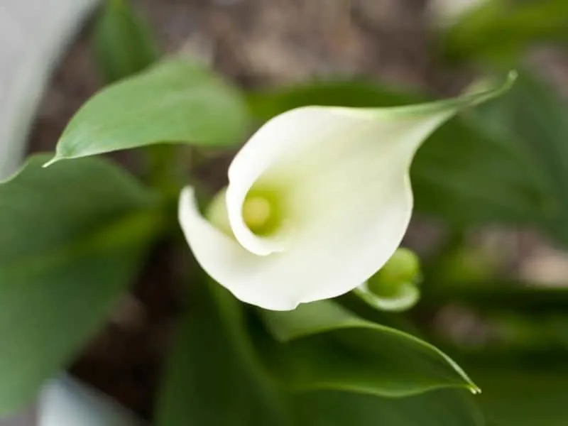 Calla lilies