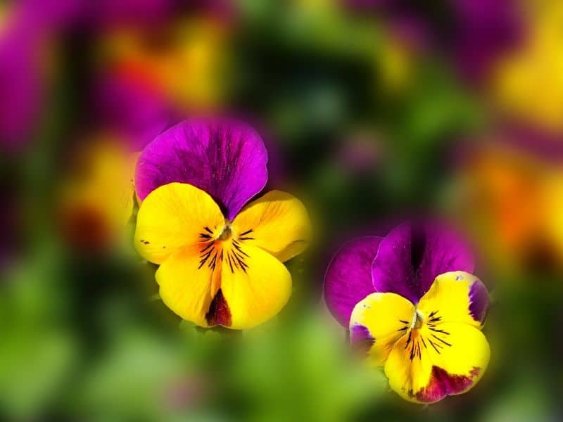 Yellow and purple pansies