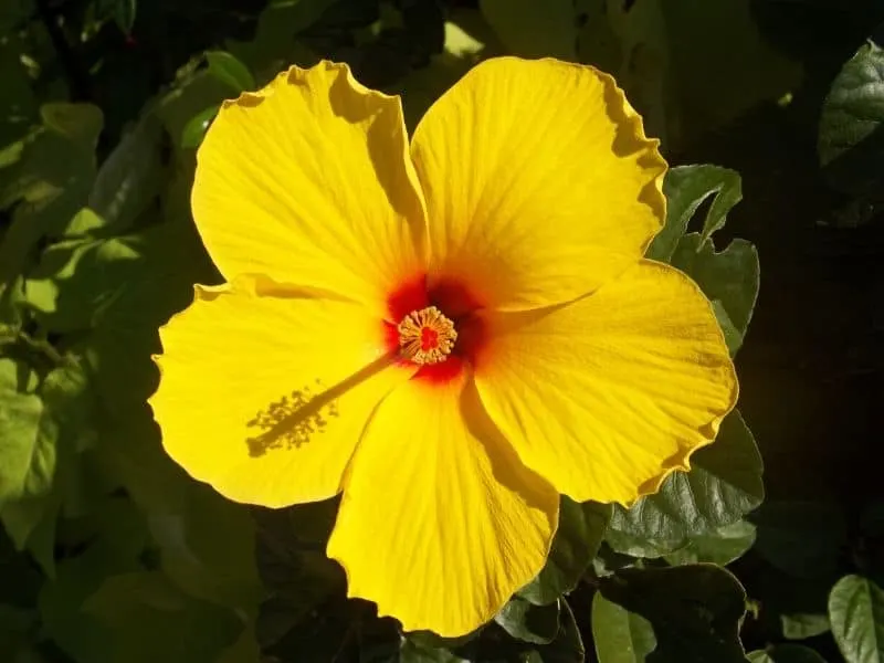 Yellow hibiscus flower