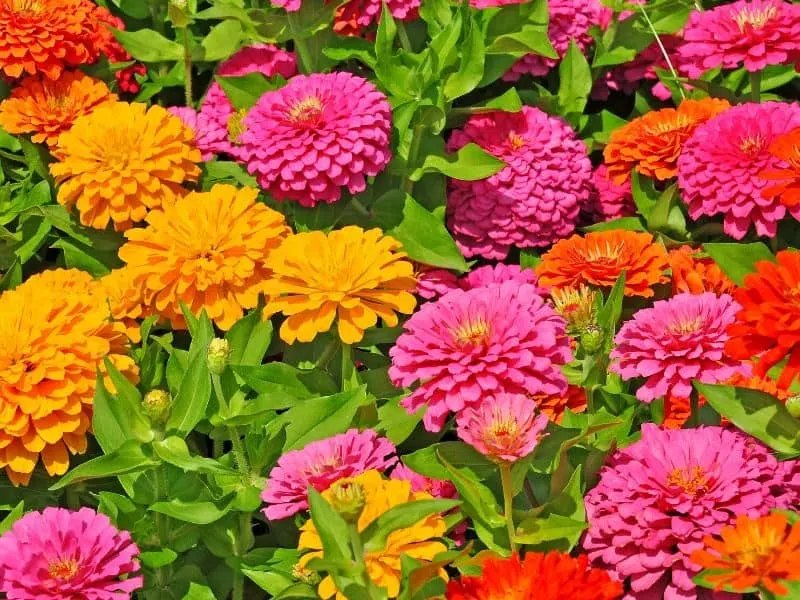Zinnia blooms in shades of red