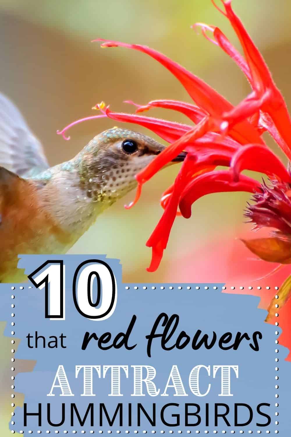 10 Red Flowers That Attract Hummingbirds