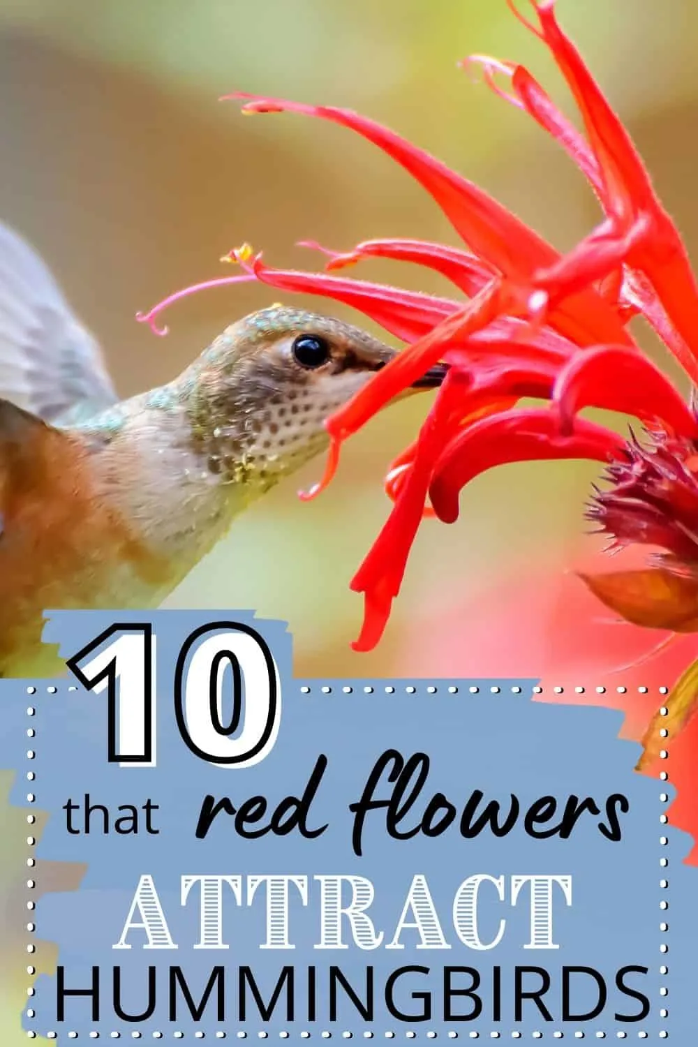 10 red flowers that attract hummingbirds to your garden