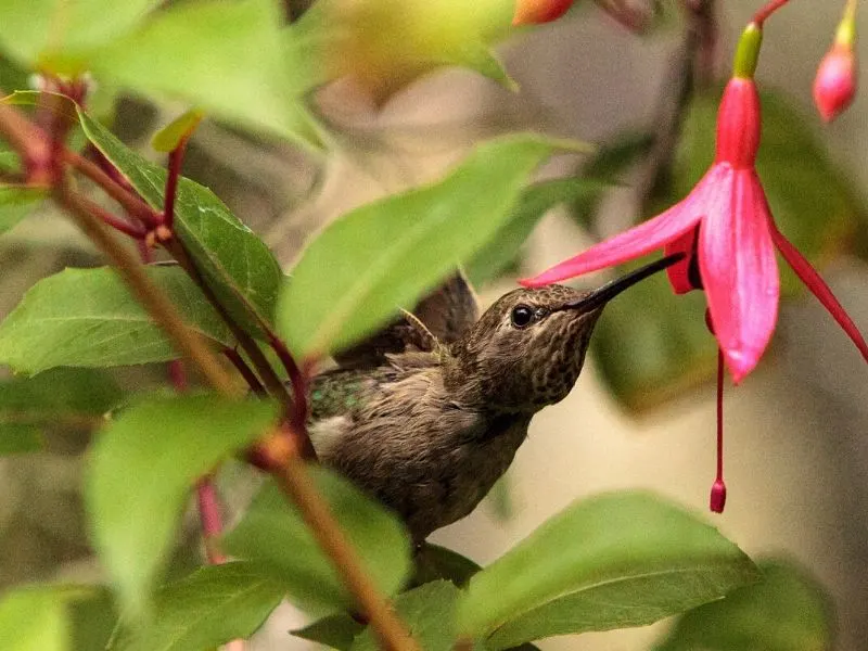 Annas Hummingbird drinking from a bleeding heart flower