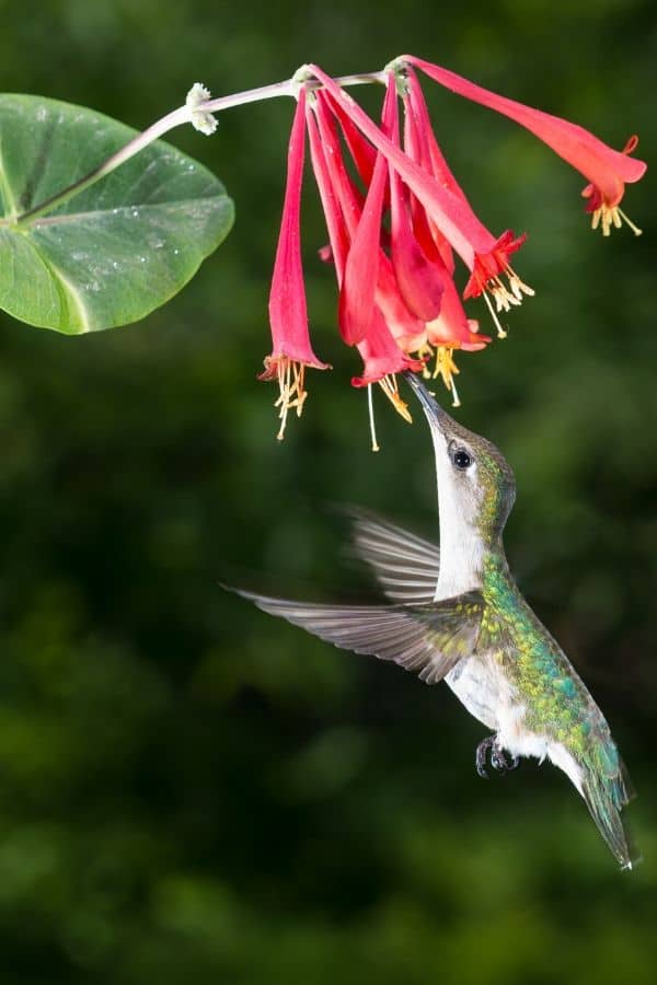 Female Ruby Throated Hummingbird enjoying coral red honeysuckle