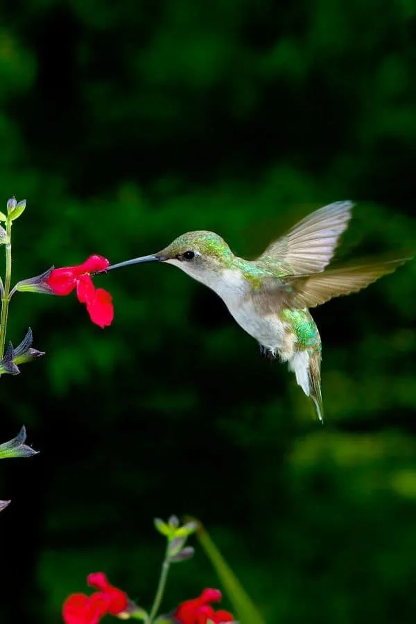 Female ruby-throated hummingbird feeding at red salvia