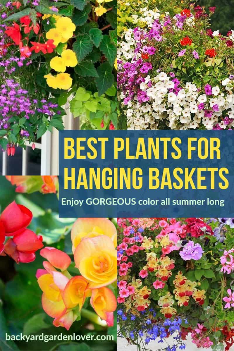 Best plants for hanging baskets