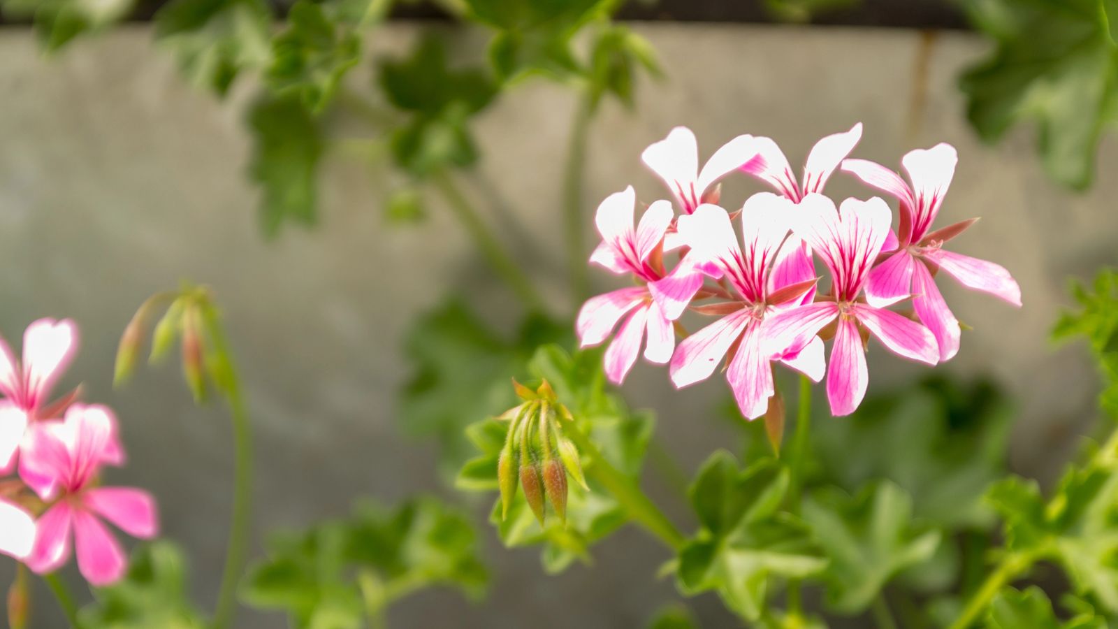 Pelargonium peltatum - pink ivy geranium flowers.