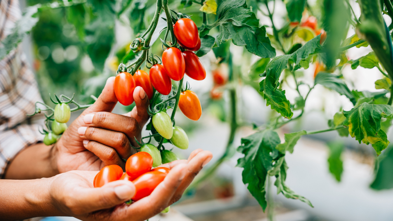 picking fresh tomatoes