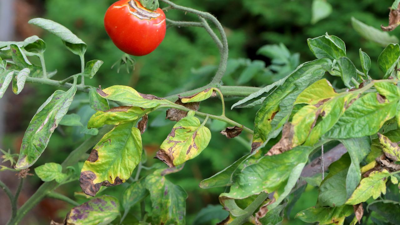 Late blight in tomatoes