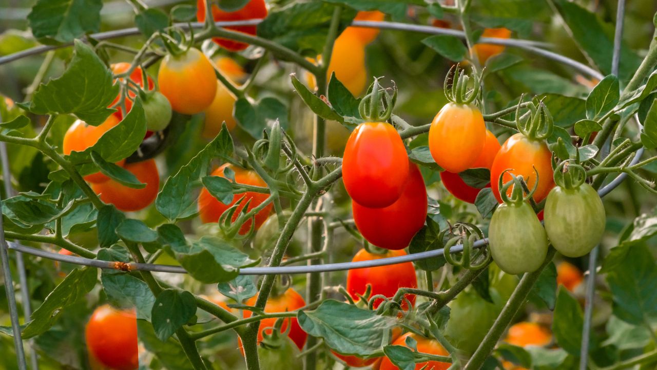 Tomato Cage