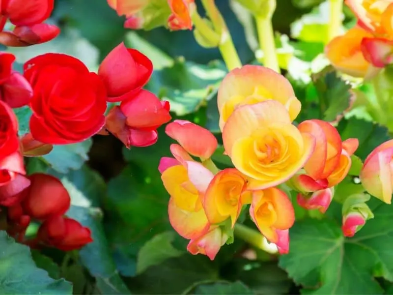 Red and yellow begonia flowers