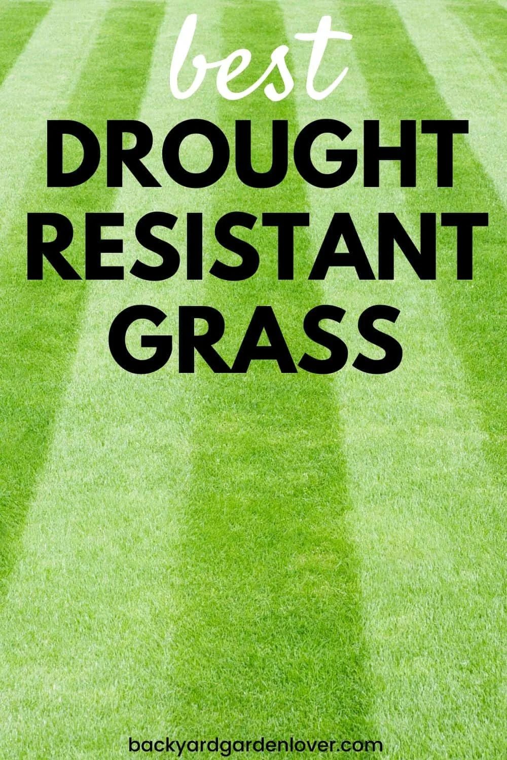 Best drought resistant grass