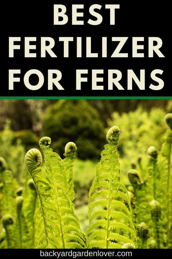 Best fertilizer for ferns
