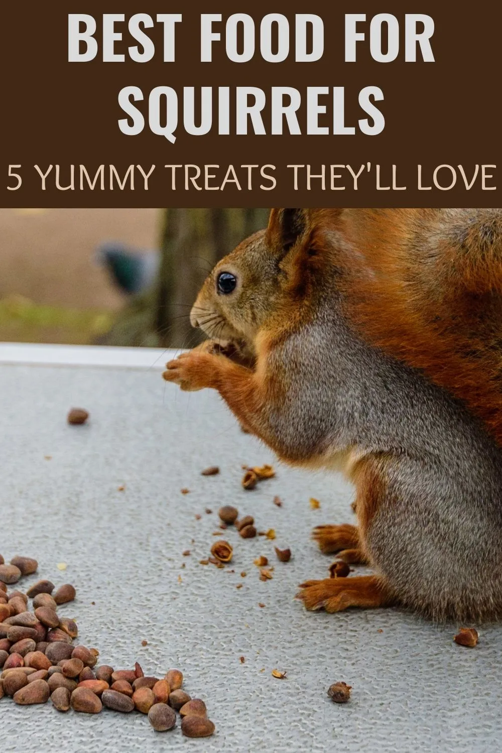 Best food for squirrels - 5 treats they'll love