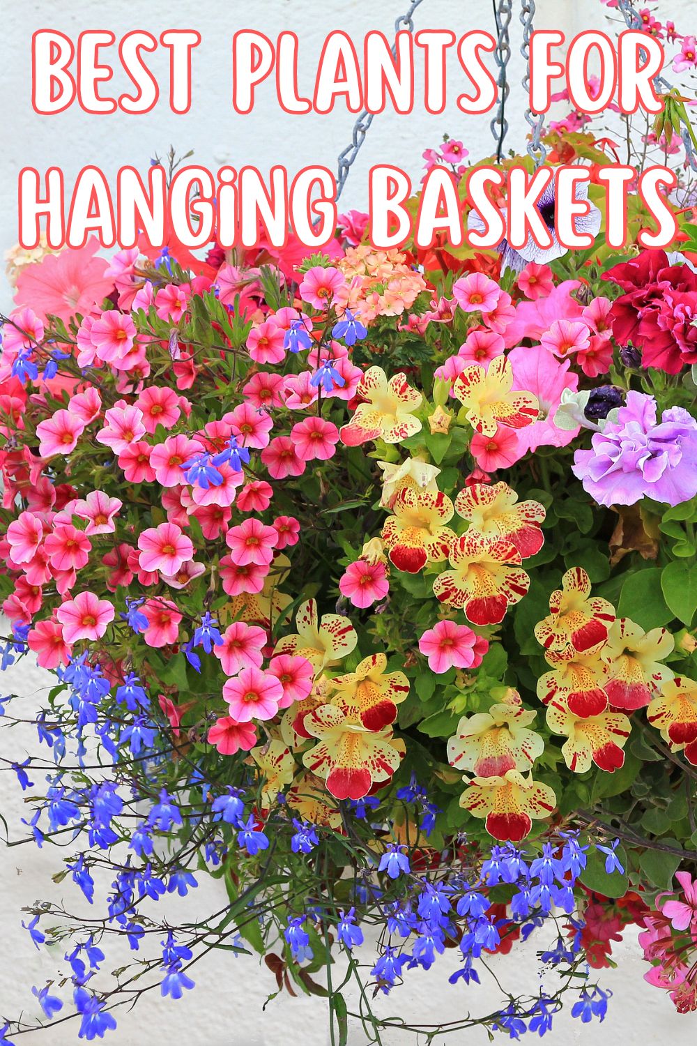 Best Plants For Hanging Baskets.