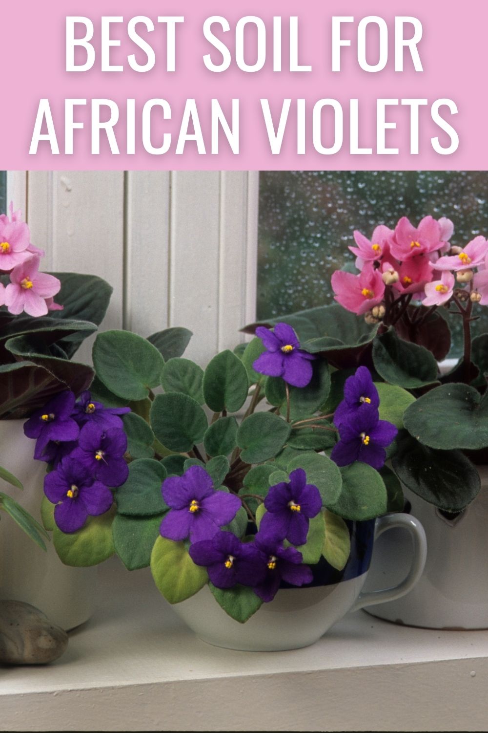 Best soil for African violets