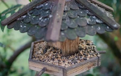 Best Bird Feeder for Winter