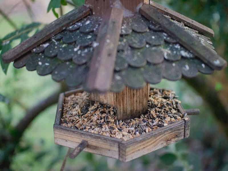 Best Bird Feeder for Winter