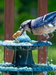 blue bird in a birdbath fountain