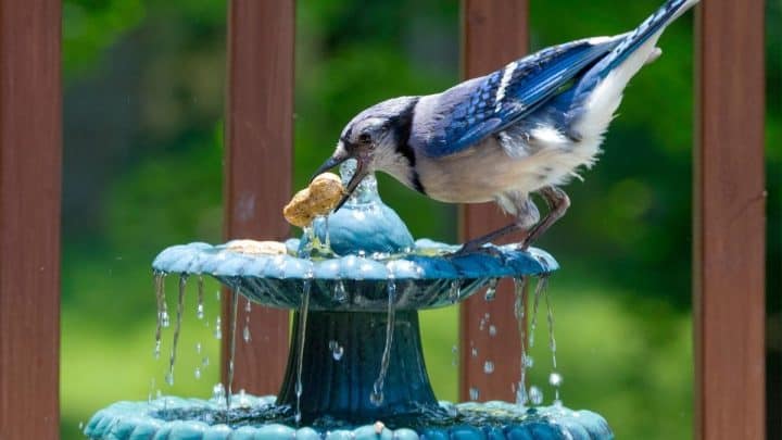 Best Solar Birdbath Fountain