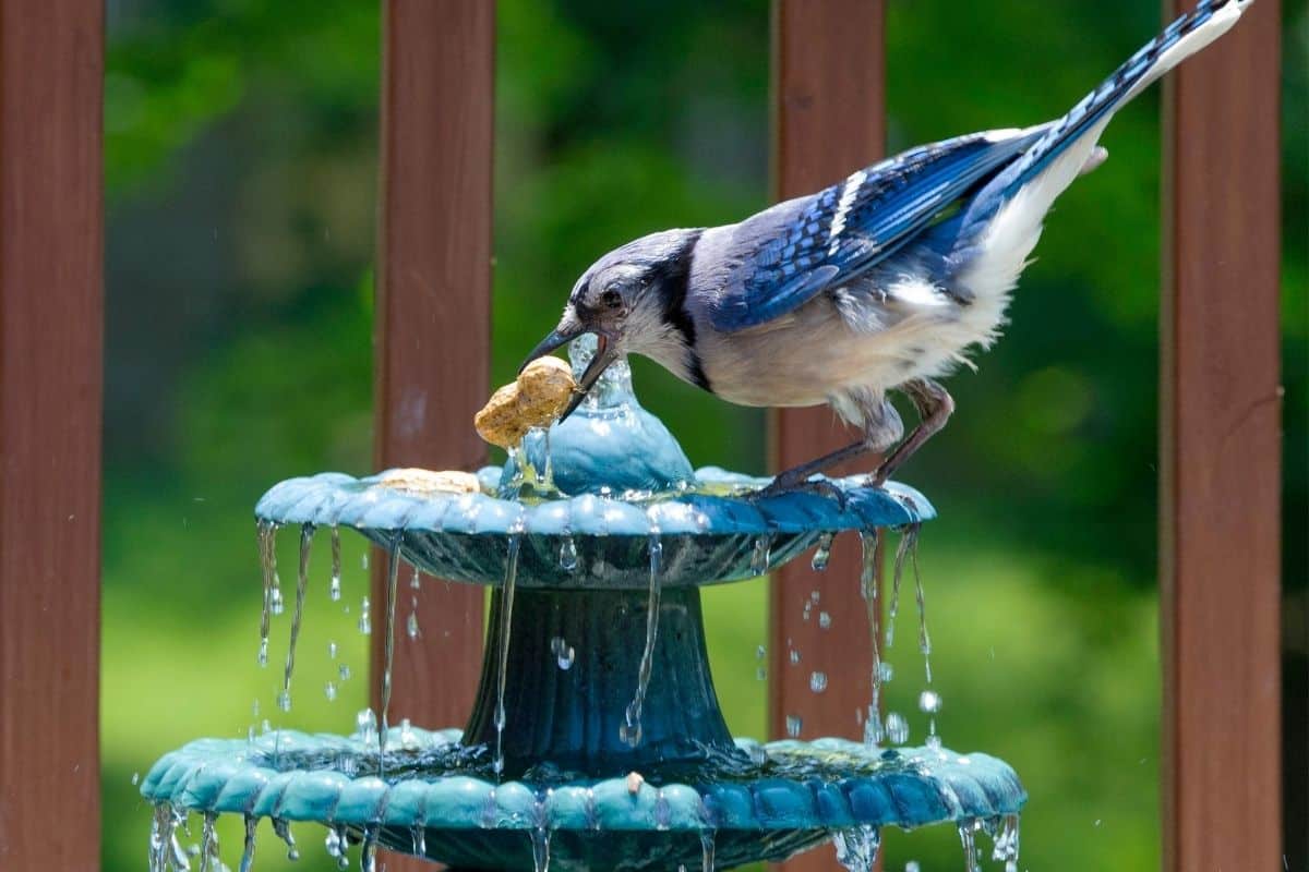 blue bird in a birdbath fountain