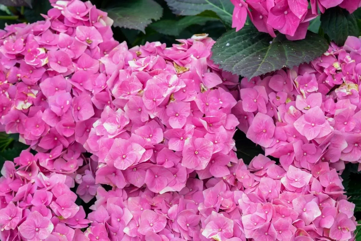 bright pink hydrangea flowers