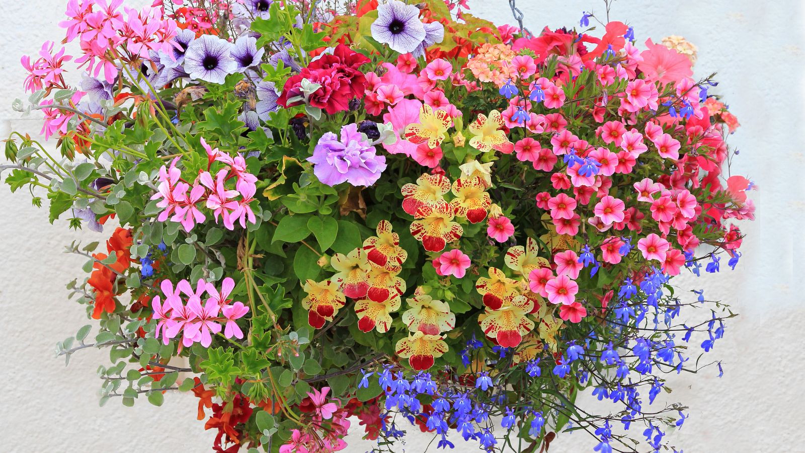 Colorful hanging basket.