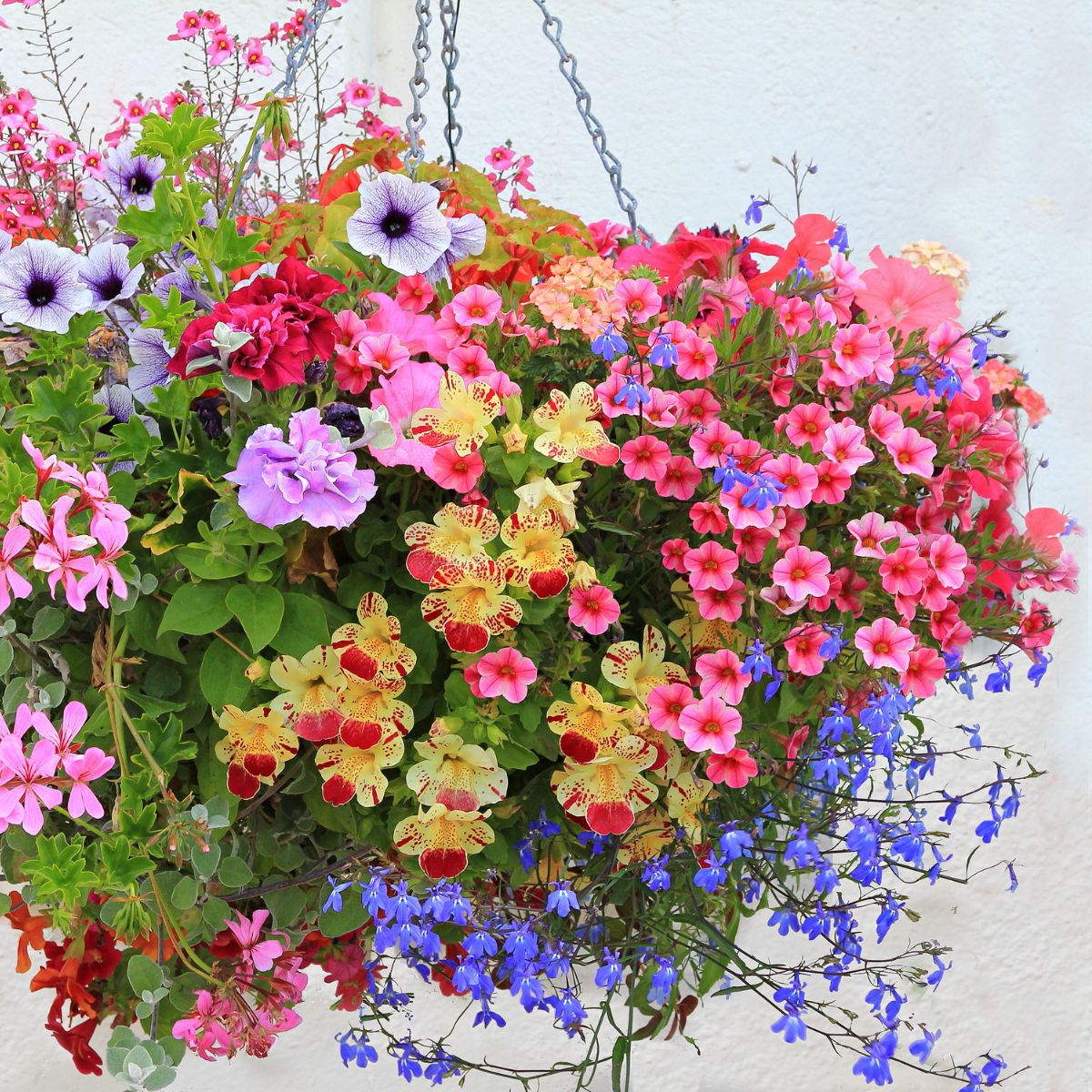 colorful hanging basket.