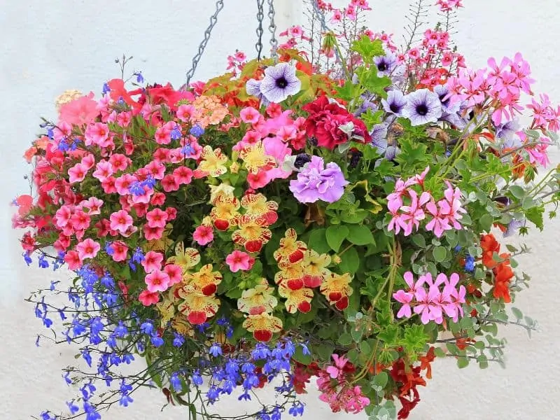 Colorful hanging basket