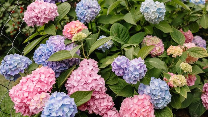 How To Change Hydrangea Colors – Easy Tweak To Get Pink, Blue & Purple Flowers