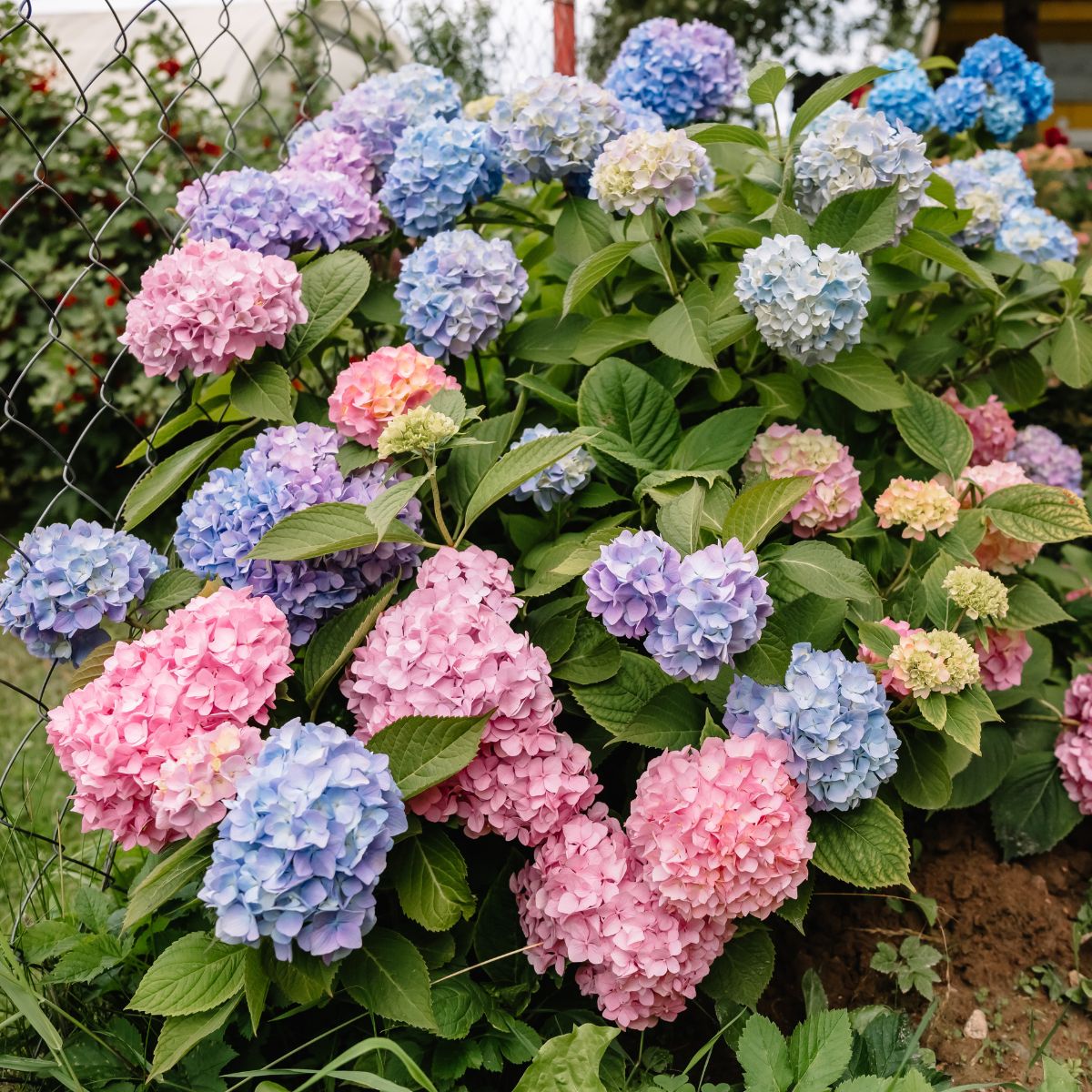 colorful hydrangea bush.