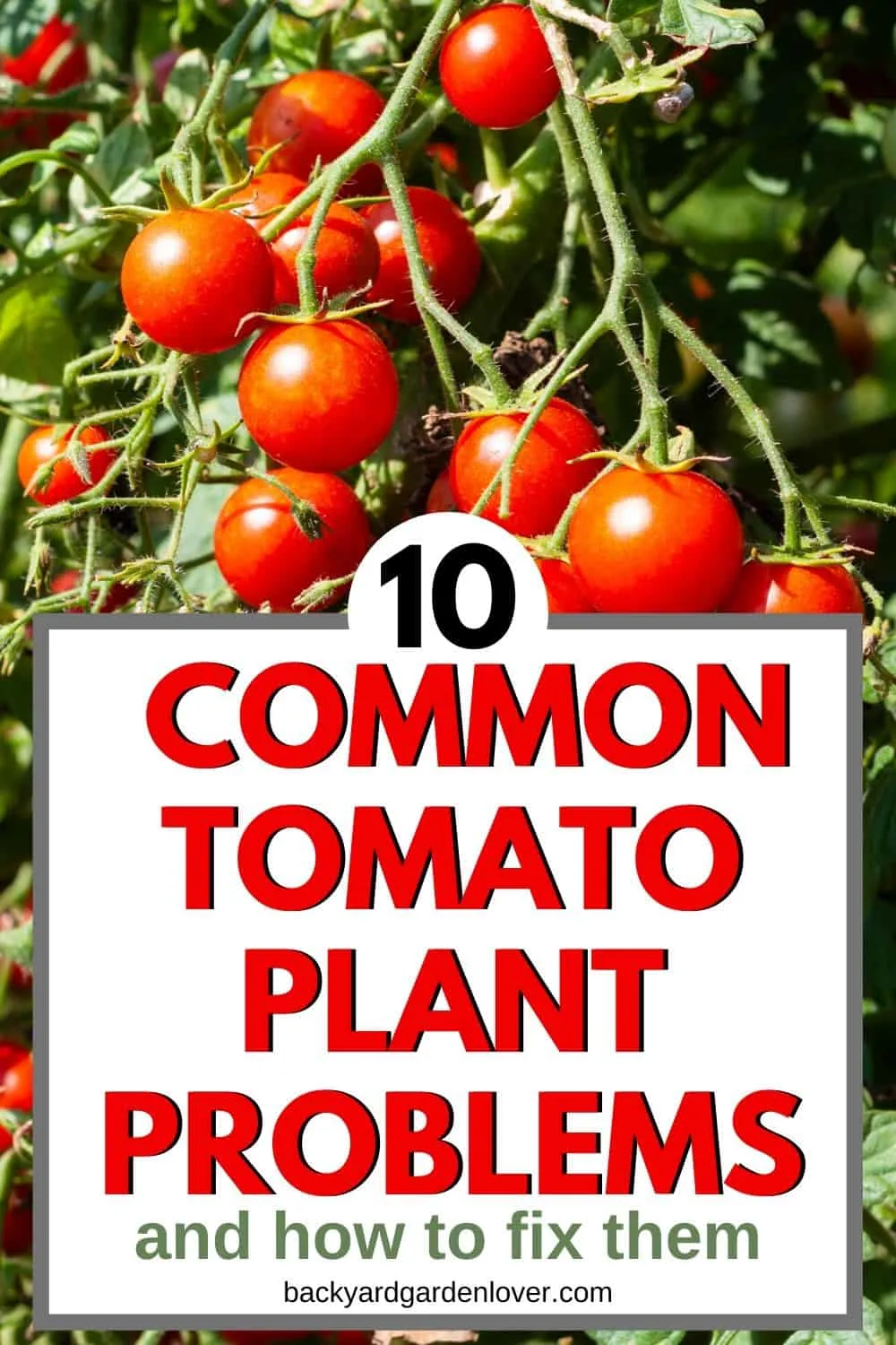 10 Common tomato problems