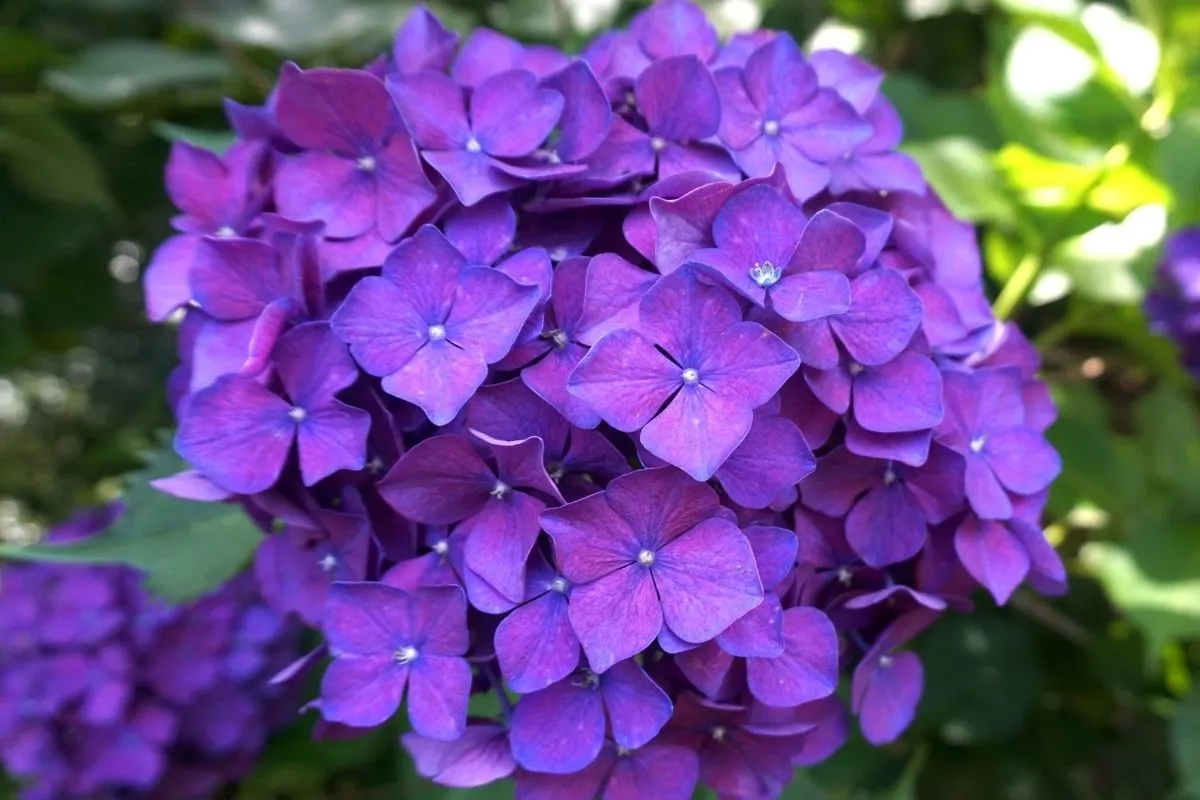deep purple hydrangea flower