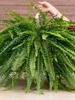 a fern plant in a hanging basket