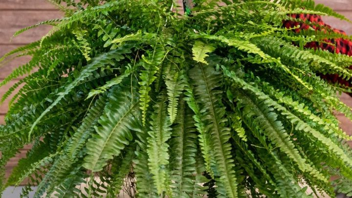 Best Fertilizer for Ferns