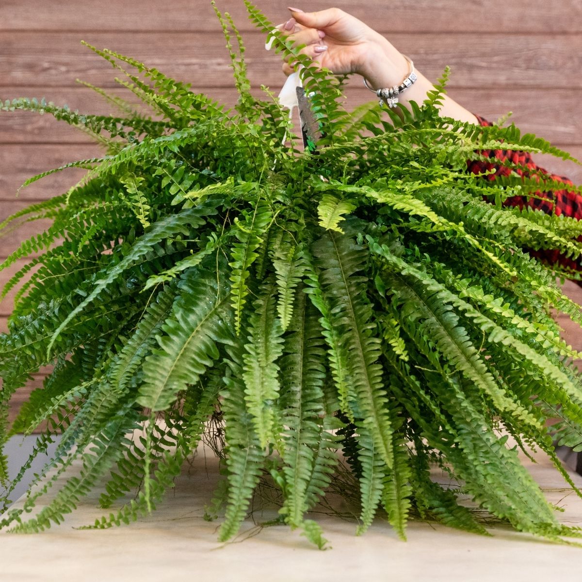 a fern plant in a hanging basket
