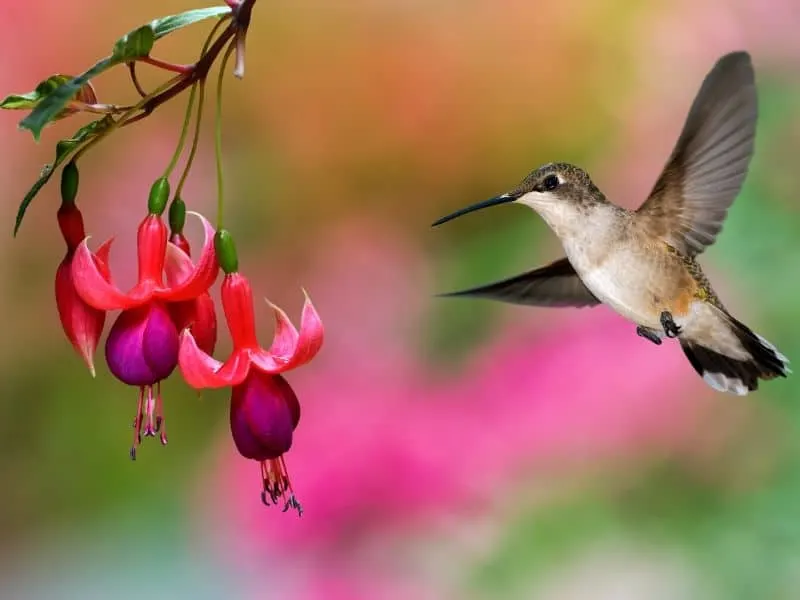 Hummingbird with fuchsia flowers
