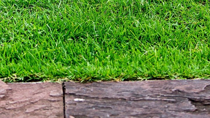 Best Drought Resistant Grass – 5 To Choose From