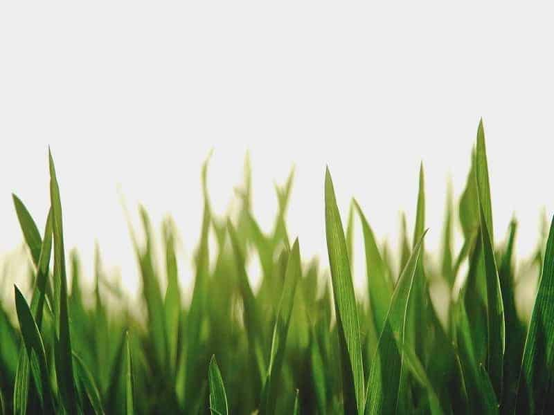 Best Drought Resistant Grass