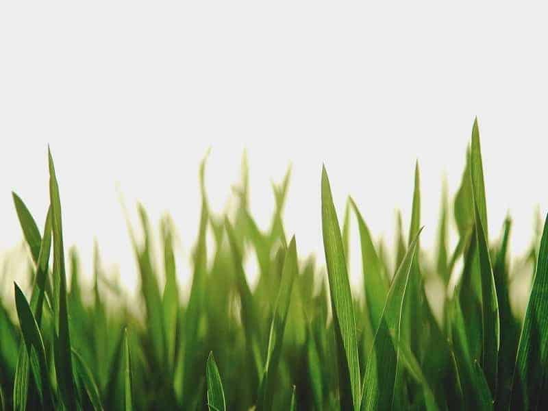 artificial-grass-how-to-make-grass-using-paper-diy-home-decor-ideas