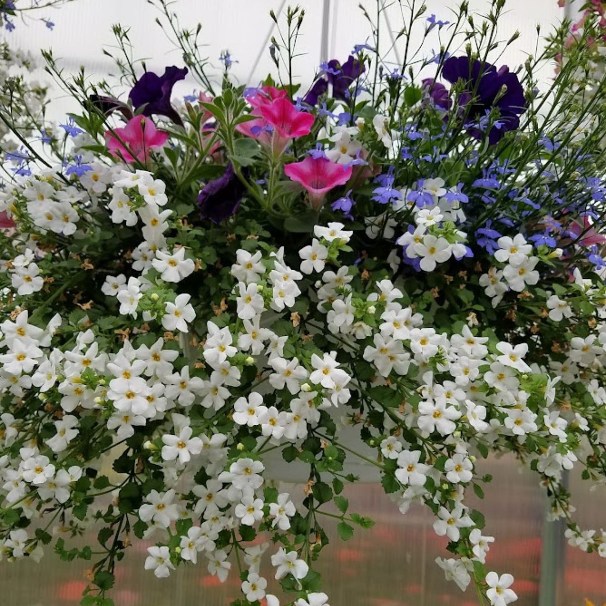 Hanging basket with white, pink, and purple flowers.